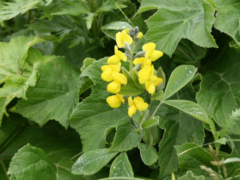 Thermopsis lupinoides