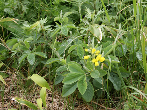 Thermopsis lupinoides