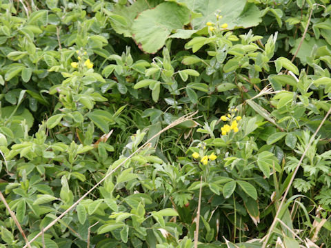 Thermopsis lupinoides