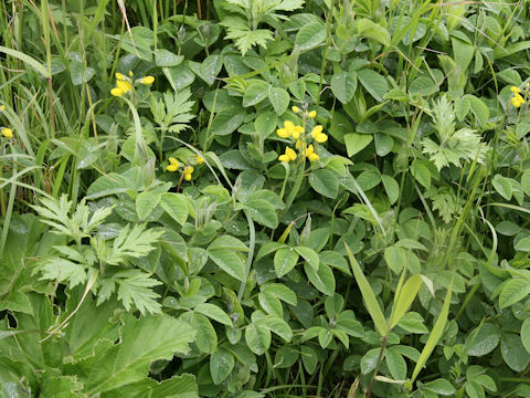 Thermopsis lupinoides