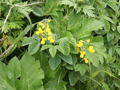 Thermopsis lupinoides