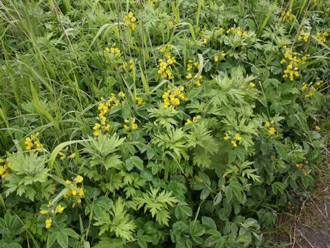 Thermopsis lupinoides