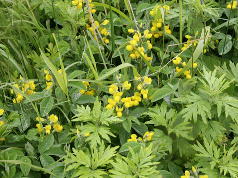 Thermopsis lupinoides
