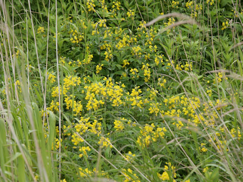 Thermopsis lupinoides