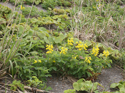 Thermopsis lupinoides