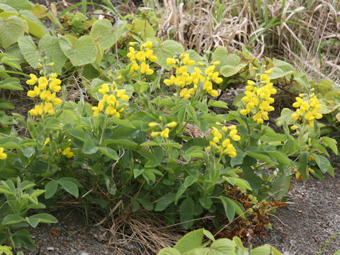 Thermopsis lupinoides