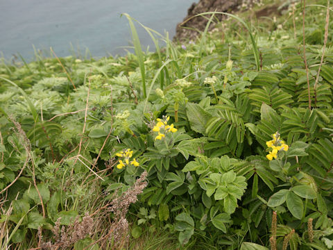 Thermopsis lupinoides