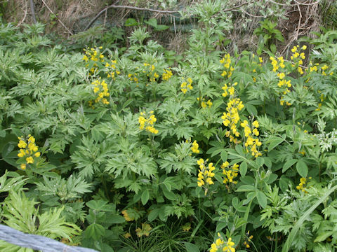 Thermopsis lupinoides