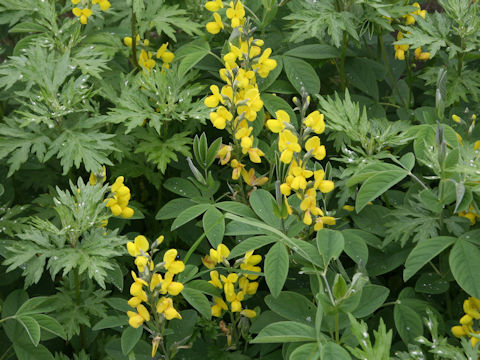 Thermopsis lupinoides