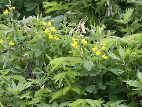 Thermopsis lupinoides