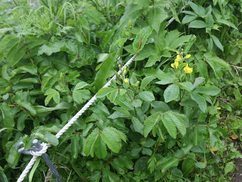 Thermopsis lupinoides