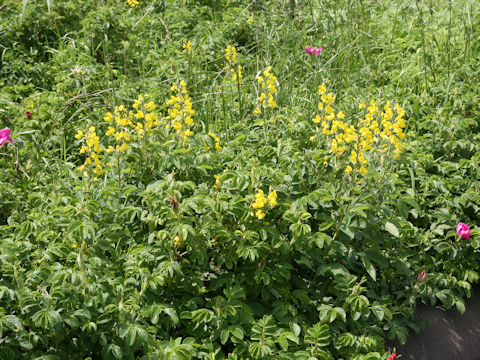 Thermopsis lupinoides