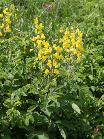 Thermopsis lupinoides