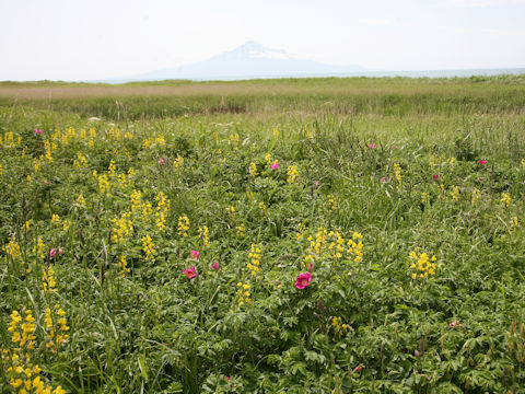 Thermopsis lupinoides