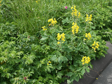 Thermopsis lupinoides