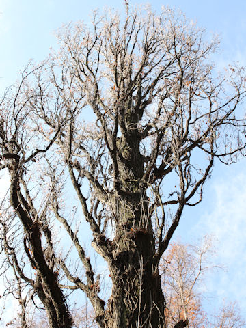 Populus nigra cv. Italica