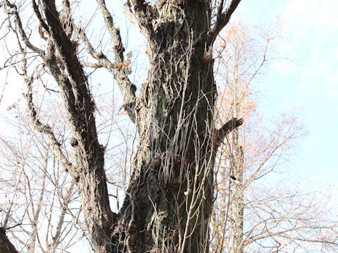 Populus nigra cv. Italica
