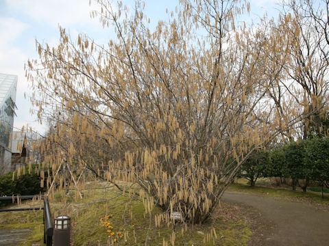 Corylus avellana