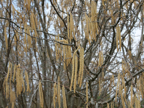 Corylus avellana