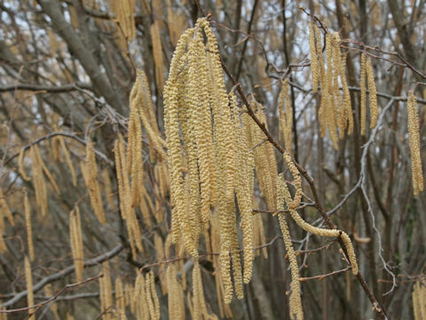 Corylus avellana