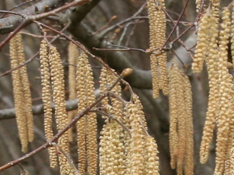 Corylus avellana