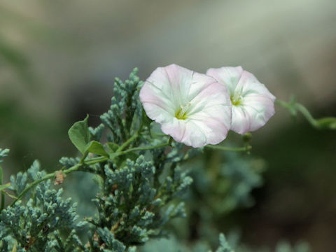 Convolvulus arvensis