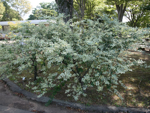Ligustrum vulgare cv. Variegatum