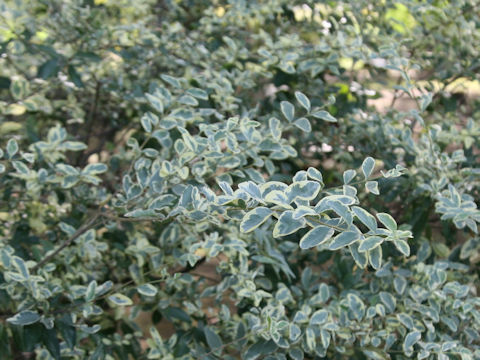 Ligustrum vulgare cv. Variegatum