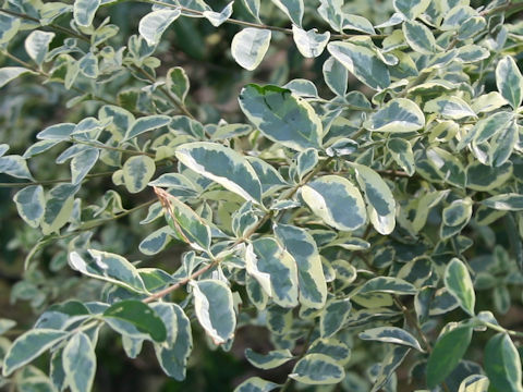 Ligustrum vulgare cv. Variegatum