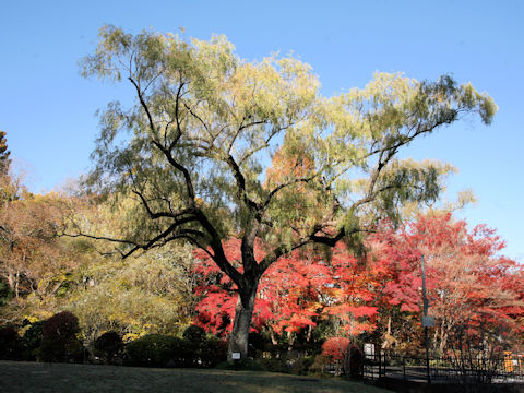 Salix babylonica f. seiko