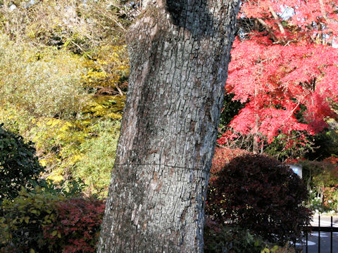 Salix babylonica f. seiko