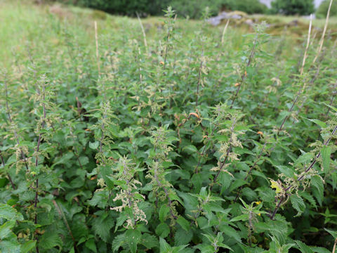 Urtica dioica