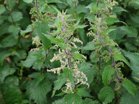 Urtica dioica
