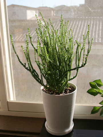 Crassula muscosa