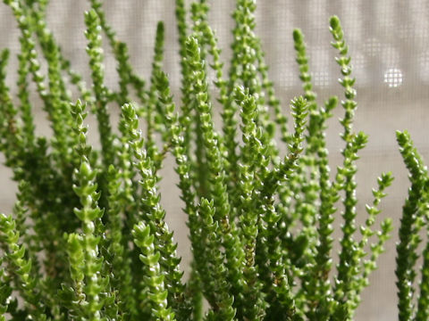 Crassula muscosa