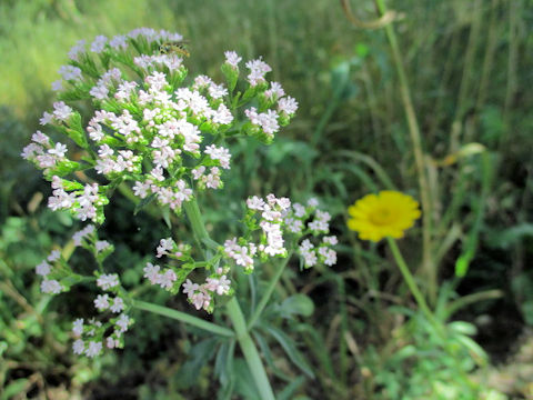 Valeriana officinalis