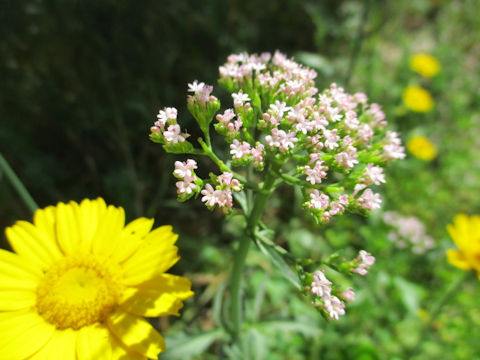 Valeriana officinalis