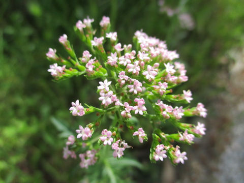 Valeriana officinalis