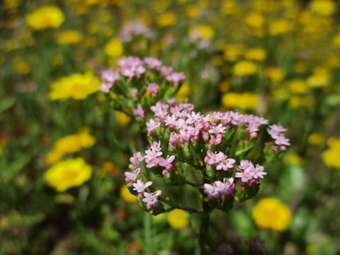 Valeriana officinalis