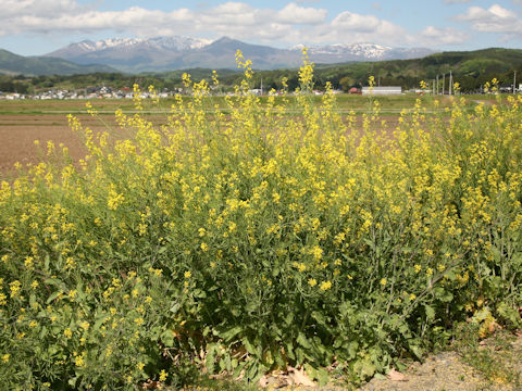 Brassica juncea