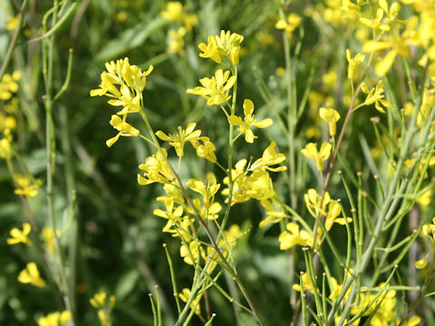 Brassica juncea