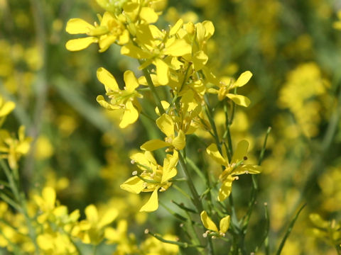 Brassica juncea