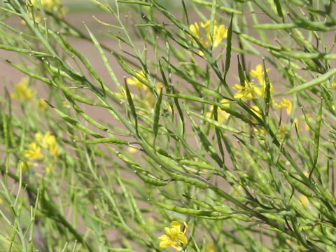 Brassica juncea