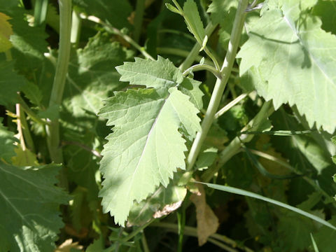 Brassica juncea