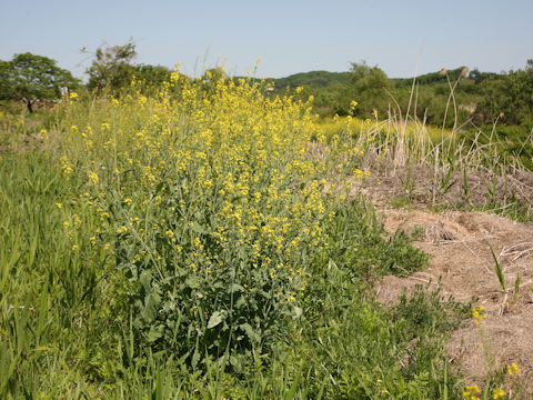 Brassica juncea