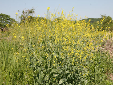 Brassica juncea