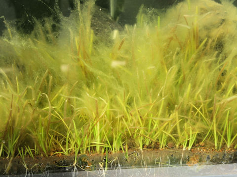 Vallisneria natans