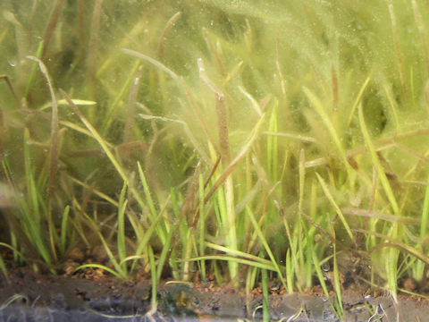 Vallisneria natans