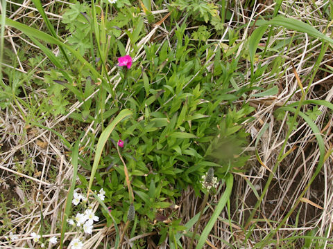 Dianthus chinensis
