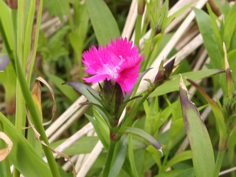 Dianthus chinensis